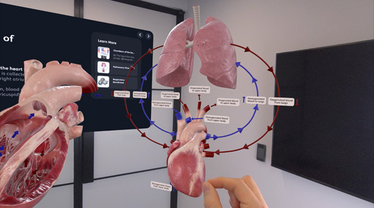 A hand interacts with a 3D projection of a human heart and lungs, and other details on anatomy
